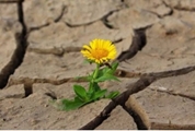 آیا میدانید چگونه باید توانایی تاب آوری خود را تقویت کنیم؟